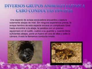 Una especie de avispa excavadora encuentra y captura
solamente abejas de miel. Sin ninguna experiencia previa, la
avispa hembra de esta especie excava un complicado túnel
hasta encontrar a la abeja, la paraliza con un preciso
aguijonazo en el cuello, vuelve a su guarida y, cuando tiene
suficientes abejas, pone un huevo en una de ellas y sella la
cámara. A esto le llamamos conducta innata.
 