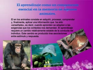 El en los animales consiste en adquirir, procesar, comprender
y, finalmente, aplicar una información que ha sido
«enseñada», es decir, cuando aprenden se adaptan a las
exigencias que los contextos nos demandan. El aprendizaje
requiere un cambio relativamente estable de la conducta del
individuo. Este cambio es producido tras asociaciones
entre estímulo y respuesta.
 