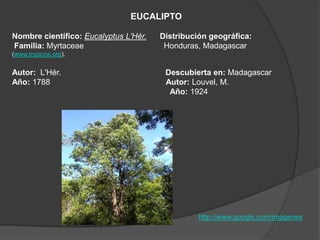 EUCALIPTO Nombre científico: EucalyptusL'Hér.      Distribución geográfica:  Familia: Myrtaceae                                    Honduras, Madagascar (www.tropicos.org). Autor: L'Hér.                                               Descubierta en: Madagascar  Año: 1788Autor: Louvel, M. Año: 1924   http://www.google.com/imagenes 