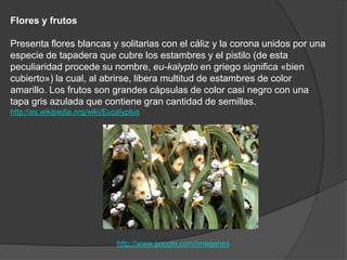 Flores y frutosPresenta flores blancas y solitarias con el cáliz y la corona unidos por una especie de tapadera que cubre los estambres y el pistilo (de esta peculiaridad procede su nombre, eu-kalypto en griego significa «bien cubierto») la cual, al abrirse, libera multitud de estambres de color amarillo. Los frutos son grandes cápsulas de color casi negro con una tapa gris azulada que contiene gran cantidad de semillas.http://es.wikipedia.org/wiki/Eucalyptushttp://www.google.com/imagenes