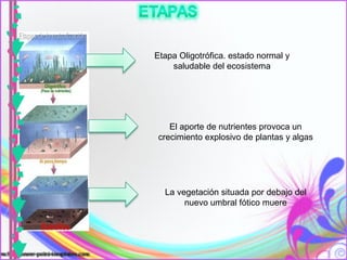 El agua actúa como vehículo
                              FUENTES
Por ingestión de            DIRECTAS E
                                                                       de infecciones, o bien puede
                                                                         transmitirse por riego de
agua contaminada            INDIRECTAS                                     aguas residuales, los
                                                                         moluscos acumulan gran
                                                                           cantidad de polivirus
                                  Etapa Oligotrófica. estado normal y
        FUENTES                       saludable del ecosistema INDIRECTAS
        DIRECTAS

Microorga-nismo    Enfermedad                  Síntomas
Bacterias          Cólera                      Diarreas y vómitos intensos. Deshidratación.
                                               Frecuentemente es mortal si no se trata
                                               adecuadamente
                                     El aporte de nutrientes provoca un
Bacterias          Tifus                   Fiebres. Diarreas y vómitos. Inflamación del bazo y del
                                  crecimiento explosivo de plantas y algas
                                           intestino.
Bacterias          Disentería                  Diarrea. Raramente es mortal en adultos, pero produce
                                               la muerte de muchos niños en países poco
                                               desarrollados
Bacterias          Gastroenteritis             Náuseas y vómitos. Dolor en el digestivo. Poco riesgo
                                               de muerte
Virus              Hepatitis         La vegetación situada por debajo del daños
                                            Inflamación del hígado e ictericia. Puede causar
                                            permanentes en el hígado
                                          nuevo umbral fótico muere
Virus              Poliomelitis                Dolores musculares intensos. Debilidad. Temblores.
                                               Parálisis. Puede ser mortal
Protozoos          Disentería amebiana         Diarrea severa, escalofríos y fiebre. Puede ser grave si
                                               no se trata
Gusanos            Esquistosomia-sis           Anemia y fatiga continuas
 