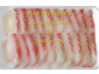 Congreso Internacional Produccion Acuicola Sustentable