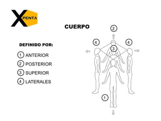 CUERPO244DEFINIDO POR:3ANTERIOR1POSTERIOR2SUPERIOR3LATERALES41