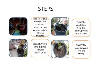 STEPS
FIRST: I took a
potatos with
roots and i
plant the two
potatos in two
differnt
materas

Third:The
conditions
help the
development
of the plant

Second:After a
time it grows
up with
special cares.

FINALY:The
plant grow up
long and
strong

 