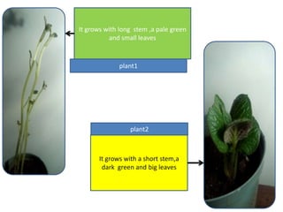 It grows with long stem ,a pale green
and small leaves

plant1

plant2

It grows with a short stem,a
dark green and big leaves

 