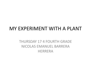 MY EXPERIMENT WITH A PLANT
THURSDAY 17 4 FOURTH GRADE
NICOLAS EMANUEL BARRERA
HERRERA

 