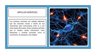 IMPULSO NERVIOSO
Los impulsos nerviosos son señales eléctricas
que las neuronas envían a través de sus
conexiones para comunicarse entre sí y con
otras partes del cuerpo. Estos impulsos permiten
que el cerebro reciba información, tome
decisiones y controle funciones como el
movimiento, la sensación y los reflejos.
 