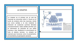 LA SINAPSIS
La sinapsis es el proceso por el cual las
neuronas se comunican entre sí. Ocurre en el
punto de contacto entre dos neuronas, donde
una envía señales a la otra mediante la
liberación de sustancias químicas llamadas
neurotransmisores. Estas señales permiten que
la información se transmita de una célula
nerviosa a otra, facilitando la comunicación en
todo el sistema nervioso. La sinapsis es
esencial para funciones como el pensamiento,
el movimiento y la percepción sensorial
 