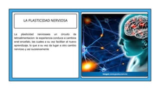 LA PLASTICIDAD NERVIOSA
La plasticidad nerviosaes un circuito de
tetroalimentacion: la experiencia conduce a cambios
enel encefalo, las cuales a su vez facilitan el nuevo
aprendizaje, lo que a su vez da lugar a otro cambio
nervioso y asi sucesivamente
 