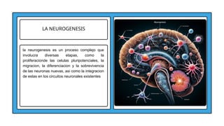 LA NEUROGENESIS
la neurogenesis es un proceso complejo que
involucra diversas etapas, como la
proliferacionde las celulas pluripotenciales, la
migracion, la diferenciacion y la sobrevivencia
de las neuronas nuevas, asi como la integracion
de estas en los circuitos neuronales existentes
 