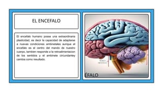EL ENCEFALO
El encefalo humano posse una extraordinaria
plasticidad, es decir la capacidad de adaptarse
a nuevas condiciones ambinetales aunque el
encefalo es el centro del mando de nuestro
cuerpo, tambien responde a la retroalimentacion
de los sentidos y el ambinete circundantey
cambia como resultado.
 