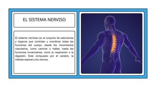EL SISTEMA NERVISO
El sistema nervioso es el conjunto de estructuras
y órganos que controlan y coordinan todas las
funciones del cuerpo, desde los movimientos
voluntarios, como caminar o hablar, hasta las
funciones involuntarias, como la respiración o la
digestión. Está compuesto por el cerebro, la
médula espinal y los nervios.
 