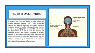 EL SISTEMA NERVIOSO
El sistema nervioso se divide en dos partes: el
sistema nervioso central (SNC), que incluye el
cerebro y la médula espinal, y el sistema nervioso
periférico (SNP), que está formado por los nervios
que conectan el SNC con el resto del cuerpo. Su
principal función es recibir, procesar y enviar
señales o impulsos nerviosos que permiten al
cuerpo reaccionar a estímulos del entorno, regular
procesos internos y mantener la comunicación
entre las distintas partes del organismo
 