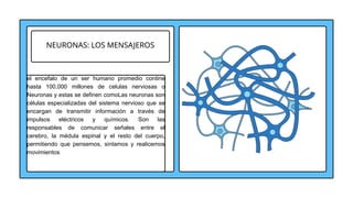 NEURONAS: LOS MENSAJEROS
el encefalo de un ser humano promedio contine
hasta 100,000 millones de celulas nerviosas o
Neuronas y estas se definen comoLas neuronas son
células especializadas del sistema nervioso que se
encargan de transmitir información a través de
impulsos eléctricos y químicos. Son las
responsables de comunicar señales entre el
cerebro, la médula espinal y el resto del cuerpo,
permitiendo que pensemos, sintamos y realicemos
movimientos
 