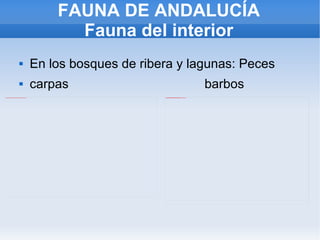 FAUNA DE ANDALUCÍA Fauna del interior En los bosques de ribera y lagunas: Peces carpas  barbos 