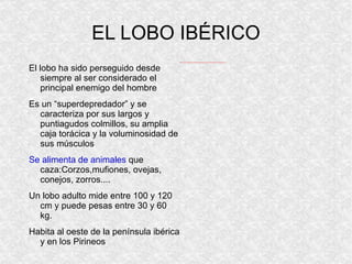 EL LOBO IBÉRICO ,[object Object]