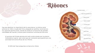 Presentacion aparato urinario fisiología.pdf