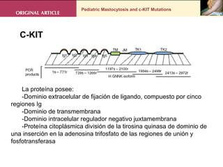 Pediatric Mastocytosis and c-KIT Mutations C-KIT  La proteína posee: -Dominio extracelular de fijación de ligando, compuesto por cinco regiones Ig -Dominio de transmembrana -Dominio intracelular regulador negativo juxtamembrana -Proteína citoplásmica división de la tirosina quinasa de dominio de una inserción en la adenosina trifosfato de las regiones de unión y fosfotransferasa 