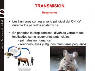 TRANSMISION
Reservorios
• Los humanos son reservorio principal del CHIKV
durante los periodos epidémicos.
• En periodos interepidemicos, diversos vertebrados
implicados como reservorios potenciales:
- primates no humanos
- roedores, aves y algunos mamíferos pequeños
 