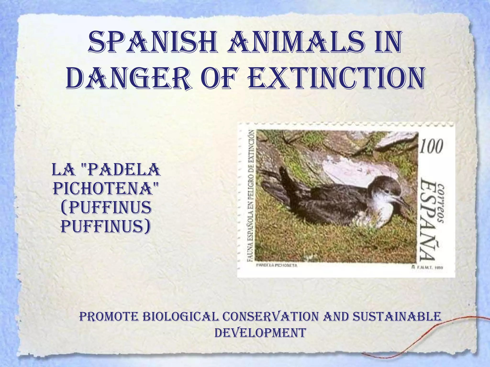 Spanish animals in danger of extinction La "Padela Pichotena" (puffinus puffinus) Promote biological conservation and sustainable development 