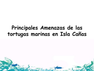 Principales Amenazas de las
tortugas marinas en Isla Cañas
 