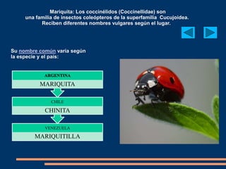 Mariquita: Los coccinélidos (Coccinellidae) son 
una familia de insectos coleópteros de la superfamilia Cucujoidea. 
Reciben diferentes nombres vulgares según el lugar. 
Su nombre común varía según 
la especie y el país: 
ARGENTINA 
MARIQUITA 
CHILE 
CHINITA 
VENEZUELA 
MARIQUITILLA 
 