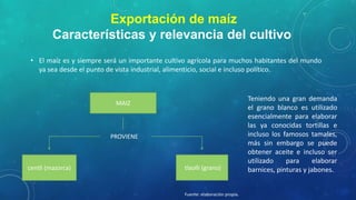 Exportación de maíz
Características y relevancia del cultivo
• El maíz es y siempre será un importante cultivo agrícola para muchos habitantes del mundo
ya sea desde el punto de vista industrial, alimenticio, social e incluso político.

MAIZ

PROVIENE

centli (mazorca)

tlaolli (grano)

Fuente: elaboración propia.

Teniendo una gran demanda
el grano blanco es utilizado
esencialmente para elaborar
las ya conocidas tortillas e
incluso los famosos tamales,
más sin embargo se puede
obtener aceite e incluso ser
utilizado
para
elaborar
barnices, pinturas y jabones.

 