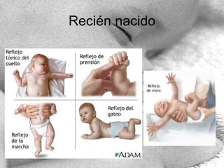 Recién nacido 