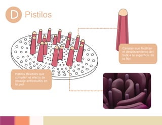 D Pistilos
Pistilos flexibles que
cumplen el efecto de
masaje anticelulitis en
la piel.
Canales que facilitan
el desplazamiento del
bulk a la superficie de
la flor.
 