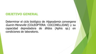OBJETIVO GENERAL
Determinar el ciclo biológico de Hippodamia convergens
Guerin-Meneville (COLEOPTERA: COCCINELLIDAE) y su
capacidad depredadora de áfidos (Aphis sp.) en
condiciones de laboratorio.
 