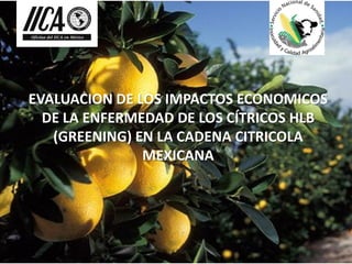 EVALUACION DE LOS IMPACTOS ECONOMICOS
DE LA ENFERMEDAD DE LOS CÍTRICOS HLB
(GREENING) EN LA CADENA CITRICOLA
MEXICANA

 