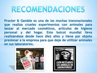 Procter & Gamble es una de las muchas transnacionales
que realiza crueles experimentos con animales para
lanzar al mercado cosméticos, artículos de higiene
personal y del hogar. Este boicot mundial lleva
realizándose desde hace diez años y tiene por objeto
presionar a la empresa para que deje de utilizar animales
en sus laboratorios.
 