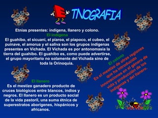 VOLVER
Etnias presentes: indígena, llanero y colono.
El indígena
El guahibo, el sicuani, el piaroa, el piapoco, el cubeo, el 
puinave, el amorua y el saliva son los grupos indígenas 
presentes en Vichada. El Vichada es por antonomasia la 
tierra del guahibo. El guahibo es, como puede advertirse, 
el grupo mayoritario no solamente del Vichada sino de 
toda la Orinoquia. 
El llanero 
Es el mestizo ganadero producto de 
cruces biológicos entre blancos, indios y 
negros. El llanero es un producto social 
de la vida pastoril, una suma étnica de 
superestratos aborígenes, hispánicos y 
africanos. 
El colono
Es el mestizo de otras regiones 
que ha introducido 
innovaciones en el género de 
vida y producción de los 
indígenas y del llanero. 
 