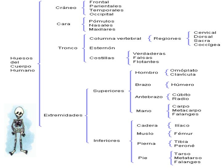 PNI, Cuadro Sinóptico y Diagrama de Flujo
