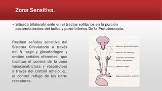 Fisiología Cardiovasculas. | PPTX