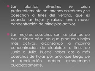 Las plantas silvestres se crían preferentemente en terrenos calcáreos y se cosechan a fines del verano, que es cuando las hojas y raíces tienen mayor concentración de principios activos.  Las mejores cosechas son las plantas de dos a cinco años, ya que producen hojas más activas, alcanzando la máxima concentración de alcaloides a fines de Junio o Julio. Puede haber dos o más cosechas de hojas por año, que luego de la recolección deben almacenarse cuidadosamente.  