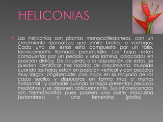 Las heliconias son plantas monocotiledoneas, con un crecimiento rizomatoso que emite brotes, o vastagos. Cada uno de estos esta compuesto por un tallo, tecnicamente llamado pseudotallo; Las hojas estan compuestas por un peciolo y una lamina, colocadas en posición distica. De acuerdo a la disposición de estas, se pueden identificar tres habitos de crecimiento: musoide cuando las hojas estan en posicion vertical y con peciolos muy largos; zingiberoide, con hojas en la mayoria de los casos seciles y dispuestas en forma mas o menos horizontal ; y canoide cuando la hojas presentan peciolos medianos y se diponen oblicuamente. Sus inflorescencias son hermafroditas pues poseen una parte masculina (estambres) y una femenina (pistilo)  