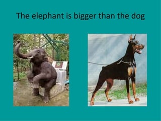 The elephant is bigger than the dog 