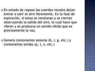 En estado de reposo las cuerdas vocales dejan entrar o salir el aire libremente. En la fase de espiración, si estas se tensionan y se cierran obstruyendo la salida del aire, lo cual hace que vibren y se produzca un sonido nítido que es precisamente la voz. Genera consonantes sonoras (b, r, g, etc.) yconsonantes sordas (p, t, s, etc.)