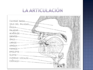 LA ARTICULACIÓN