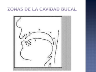 ZONAS DE LA CAVIDAD BUCAL