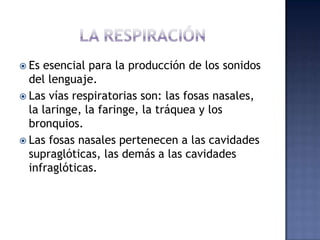 LA RESPIRACIÓNEs esencial para la producción de los sonidos del lenguaje.Las vías respiratorias son: las fosas nasales, la laringe, la faringe, la tráquea y los bronquios. Las fosas nasales pertenecen a las cavidades supraglóticas, las demás a las cavidades infraglóticas. 