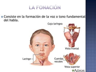 LA FONACIÓNConsiste en la formación de la voz o tono fundamental del habla.  