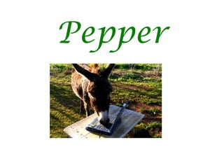 Pepper 