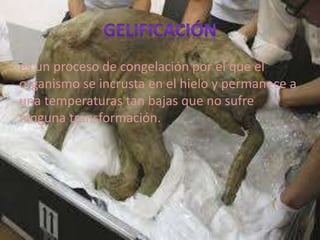 es un proceso de congelación por el que el
organismo se incrusta en el hielo y permanece a
una temperaturas tan bajas que no sufre
ninguna transformación.
 