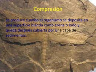 Compresión
se produce cuando el organismo se deposita en
una superficie blanda como arene o lodo y
queda después cubierta por una capa de
sedimentos.
 