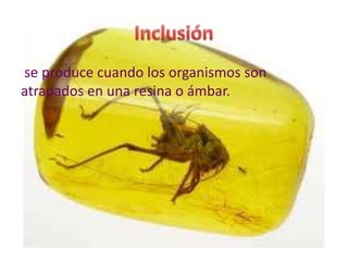se produce cuando los organismos son
atrapados en una resina o ámbar.
 