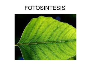 FOTOSINTESIS 