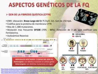  GEN DE LA FIBROSIS QUÍSTICA (CFTR)

       •1989. Ubicación: Brazo Largo del Cr 7 (7q31-32). Gen de 250 Kpb.
       • Codifica para la proteína de membrana CFTR
       • Mas de 1.300 mutaciones.
       • Mutación mas frecuente DF508 (70% - 88%): Delección de 3 pb. que codifican una
       Fenilalanina.
       • Autosómico Recesivo




                    INDIVIDUOS AFECTADOS: 2 COPIAS DEL GEN FQ
                   Homocigoto: con idéntica mutación en ambos genes
                    Heterocigoto: con distintas mutaciones en c/gen

http://www.medwave.cl/cursos/Genetica2004/Enero2005/2.act?tpl=im_ficha_cursos.tpl
http://www.institutobernabeu.com/foro/2011/09/19/fibrosis-quistica-y-fertilidad/
http://www.fibrosisquistica.org.ar/informacion-genetica.htm
 