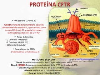  PM: 168kDa. (1.480 a.a.)
  Función: Proteína de la membrana apical de
células epiteliales secretoras, que funciona como
    un canal iónico de Cl- y regula los canales
       rectificadores exteriores de Cl- y Na+
              Posee 5 dominios:
    - 2 Dominios TM (canal)
    - 2 Dominios NBD (1 Y 2)
    -1 Dominio Regulador
             Dependiente de AMPc
          (Fosforilación de la Proteinkinasa A)


                                                                              Tomado de http://fibrosis-quistica.blogspot.com/
                                     MUTACIONES DE LA CFTR                    Modificado por Laura Noguera 2/11/12
              • Clase I: Ausencia o disminución de CFTR por defecto del ARNm.
        • Clase II (DF508): Procesamiento defectuoso de la CFTR sin llegada a la MA.
                  • Clase III: Regulación defectuosa en la actividad del canal.
                          • Clase IV: Defecto en la conductancia del Cl-
                               • Clase V: Síntesis reducida de CFTR.
 